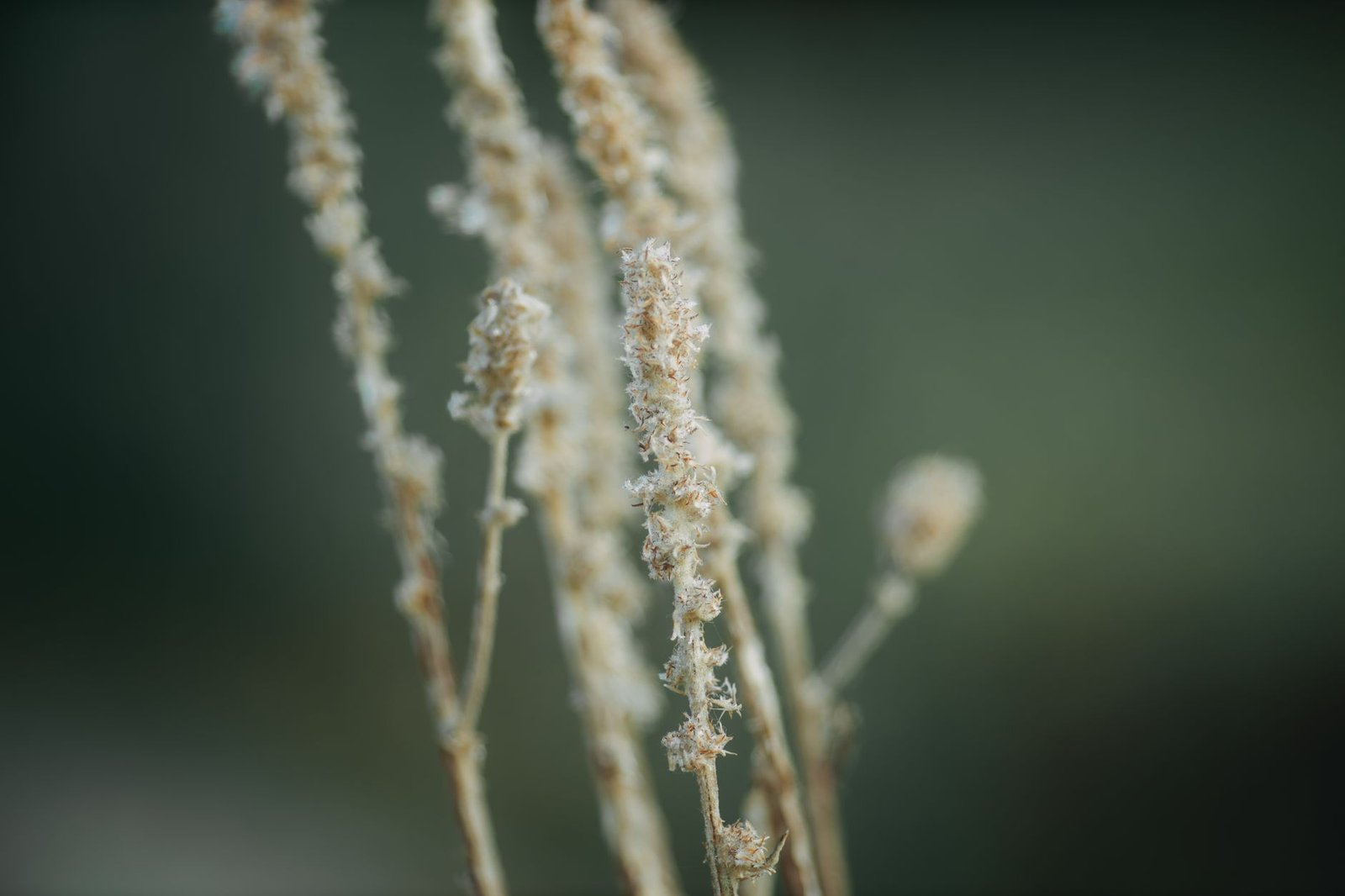 Quinoa plant in the Andean region
