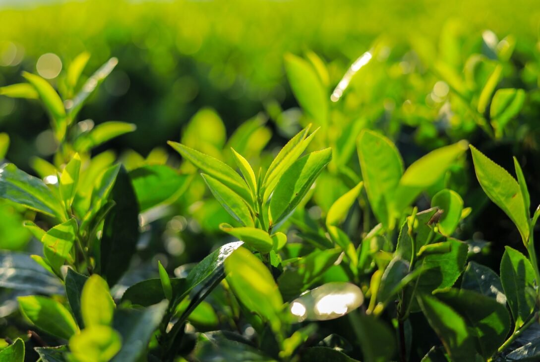 Benefits of Green Tea for Weight Loss