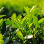 Benefits of Green Tea for Weight Loss