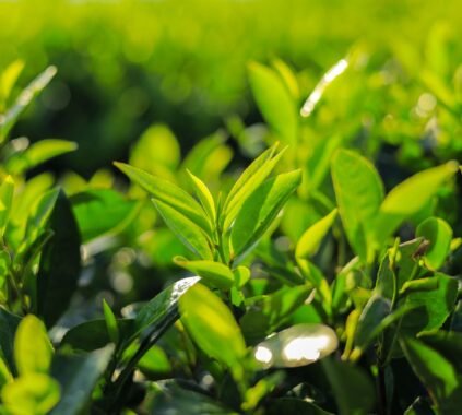 Benefits of Green Tea for Weight Loss