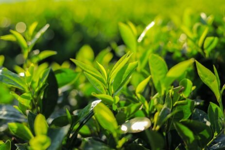 Benefits of Green Tea for Weight Loss