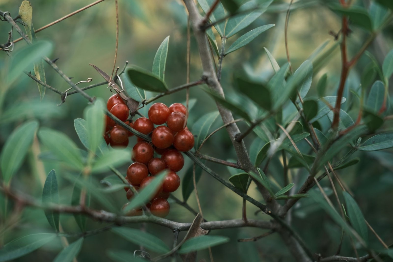 Goji berries growing on a tree