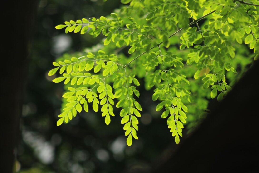 Moringa Tea Benefits for Inflammation