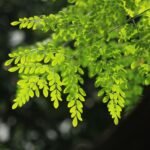 Moringa Tea Benefits for Inflammation