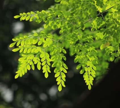 Moringa Tea Benefits for Inflammation