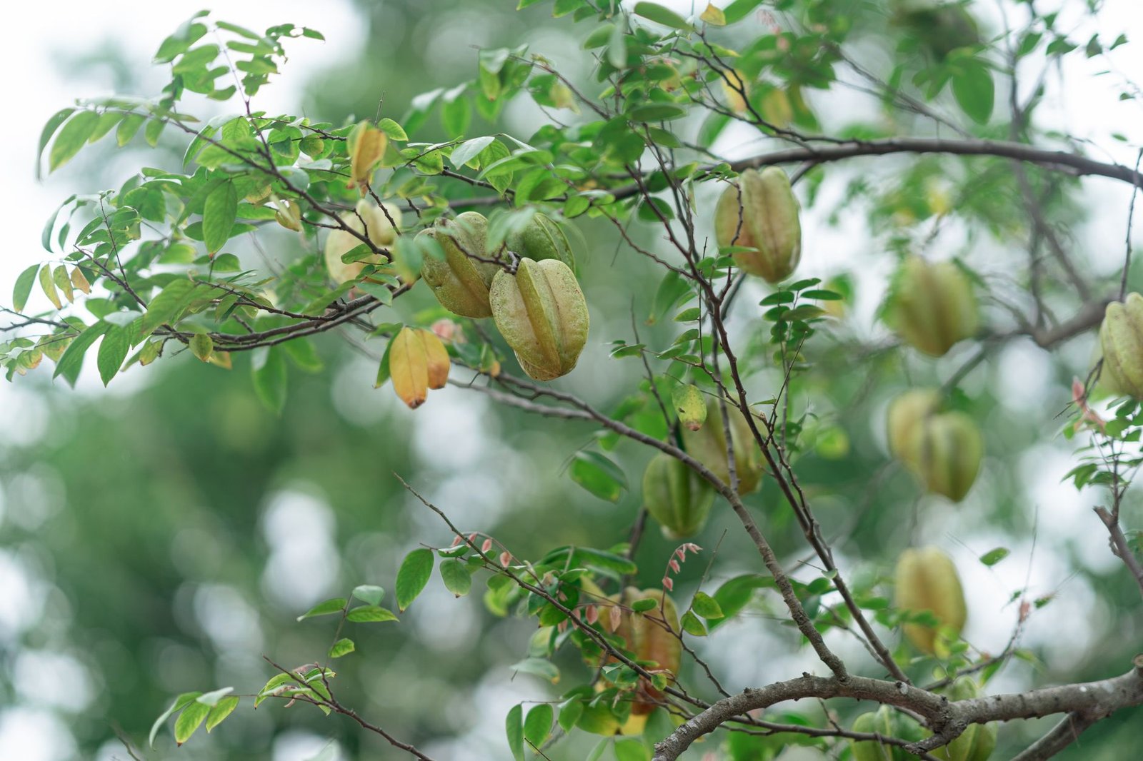 Starfruit nutritional information table
