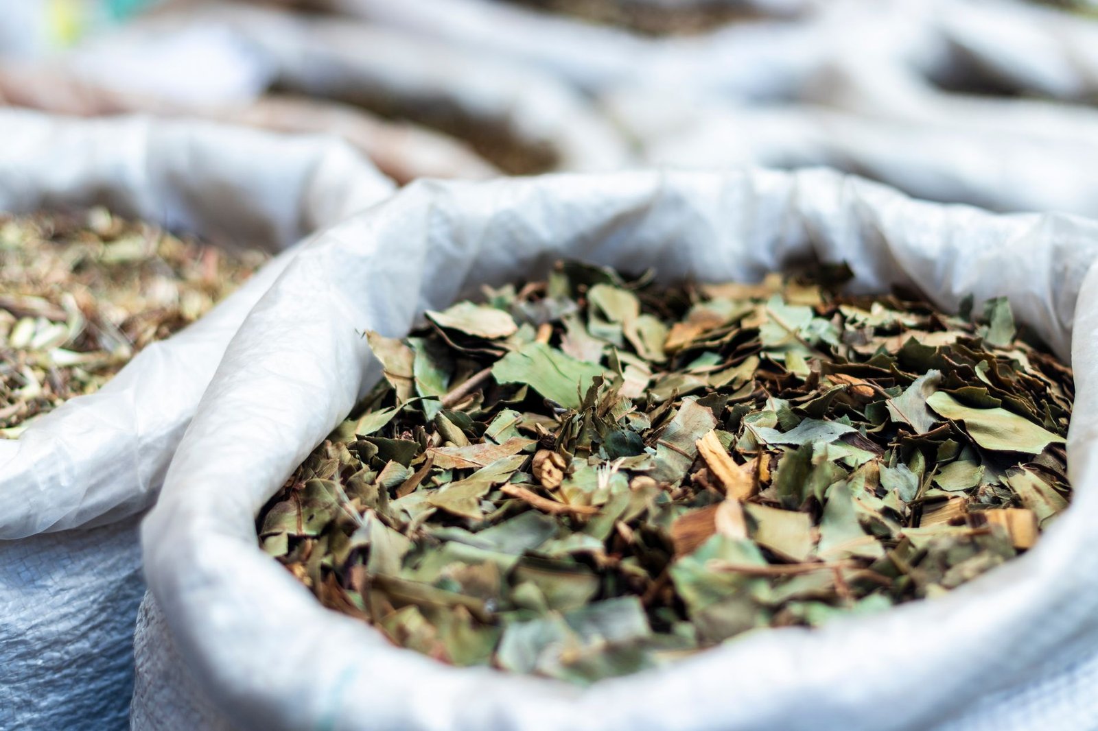 Moringa tea leaves in a bowl