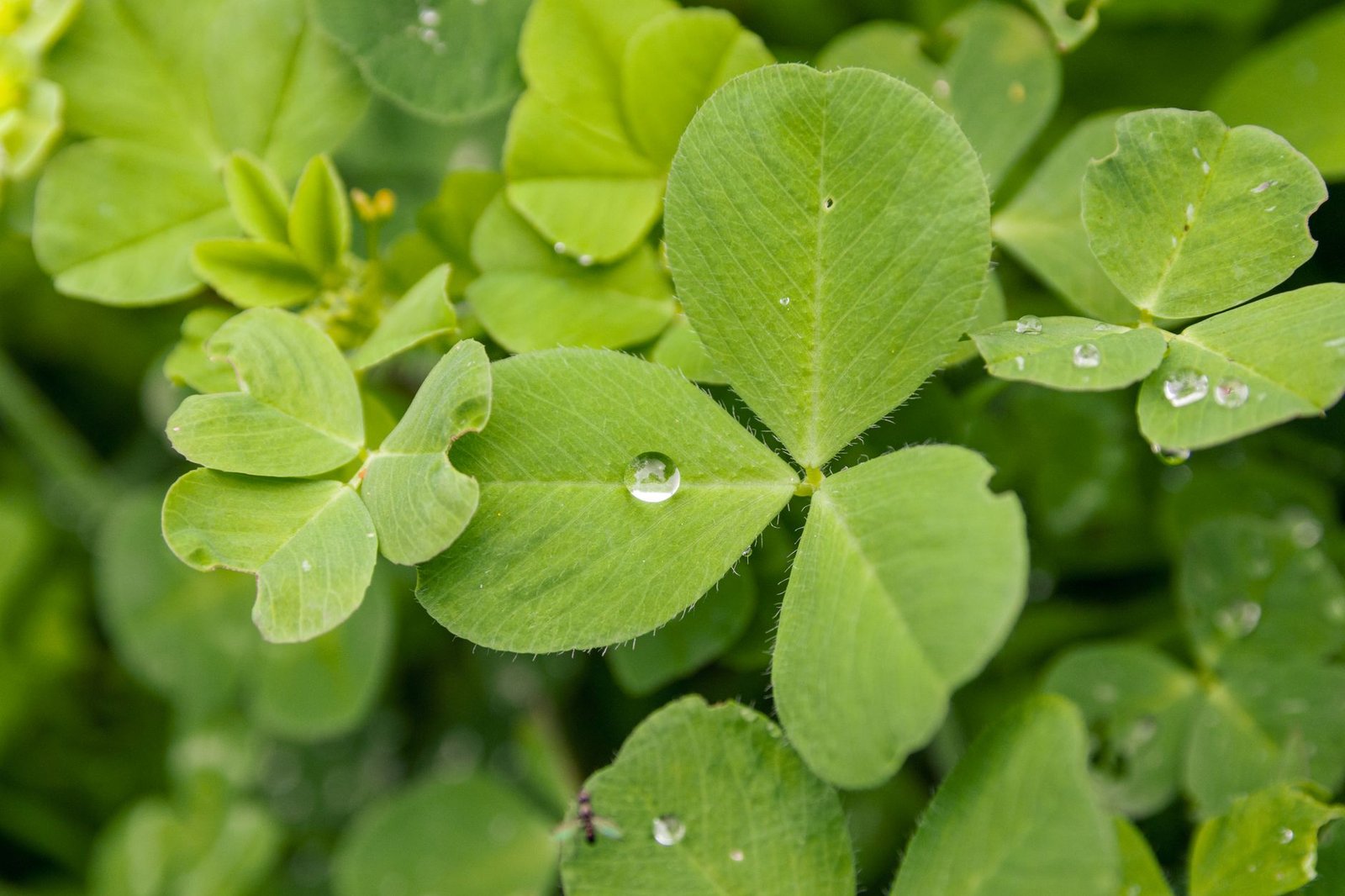 Fenugreek plant in a field
