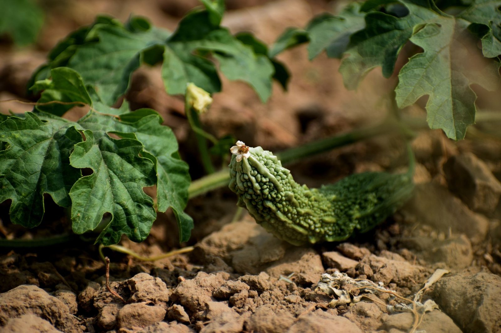 Bitter melon fruit on a tree