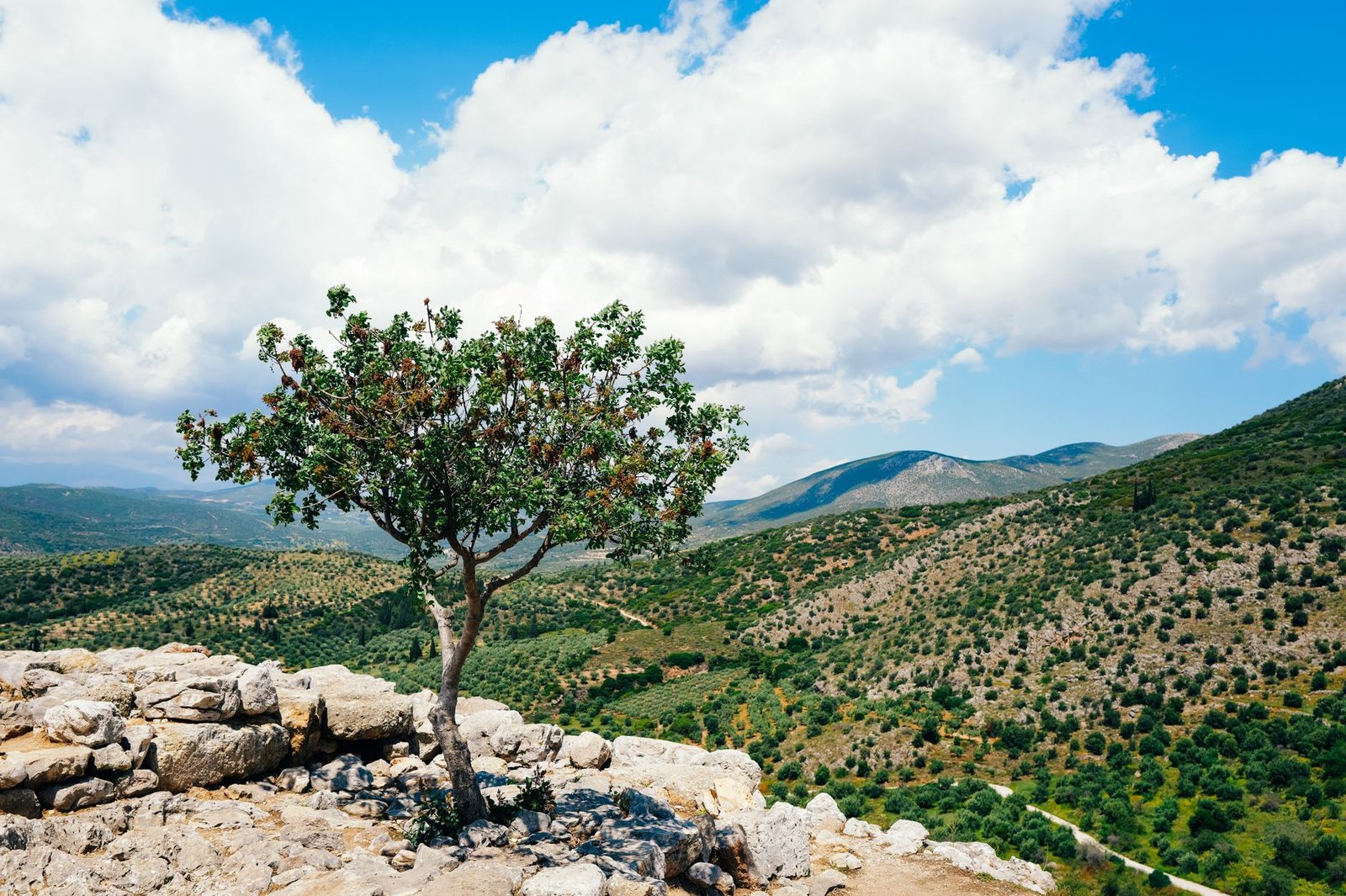 A pistachio tree in bloom