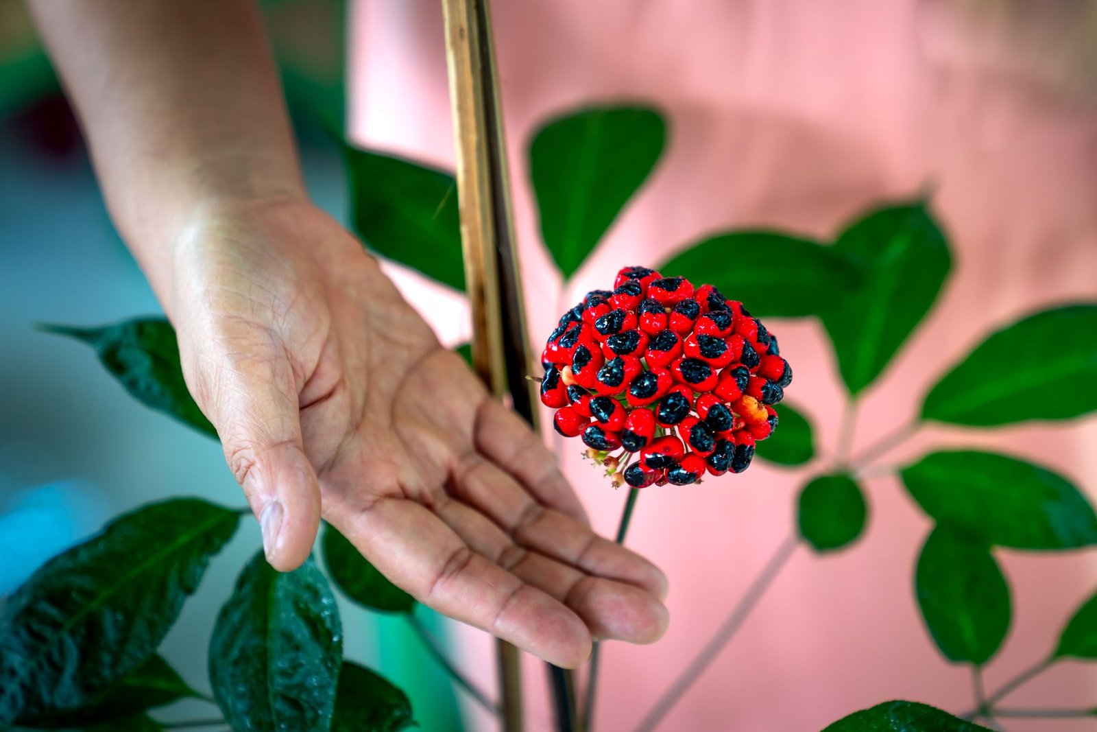 Ginseng plant