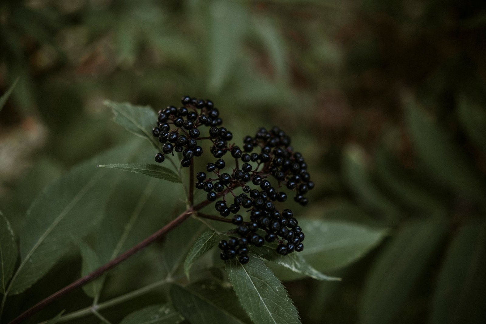 Nutritional chart of elderberry