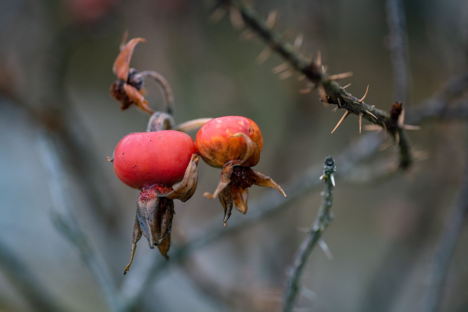 Steeping rosehip tea in a cup