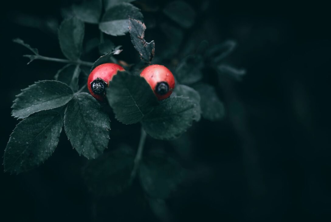Benefits of Rosehip Tea