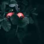 Benefits of Rosehip Tea