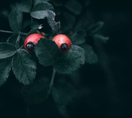 Benefits of Rosehip Tea