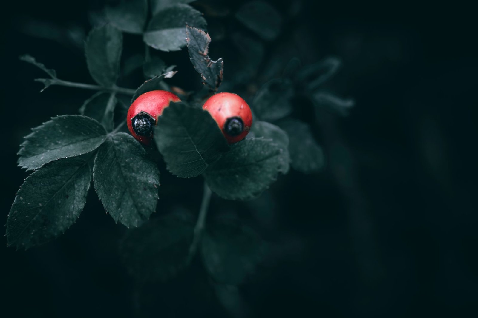 Benefits of Rosehip Tea