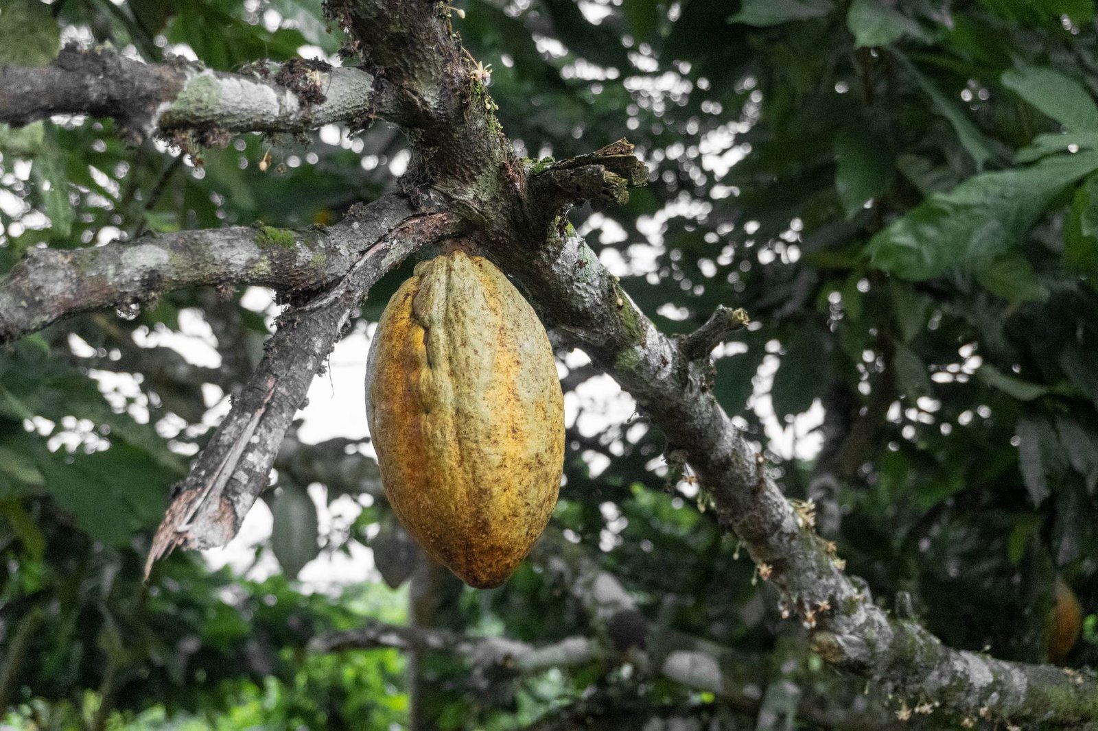 Cacao beans on a wooden spoon