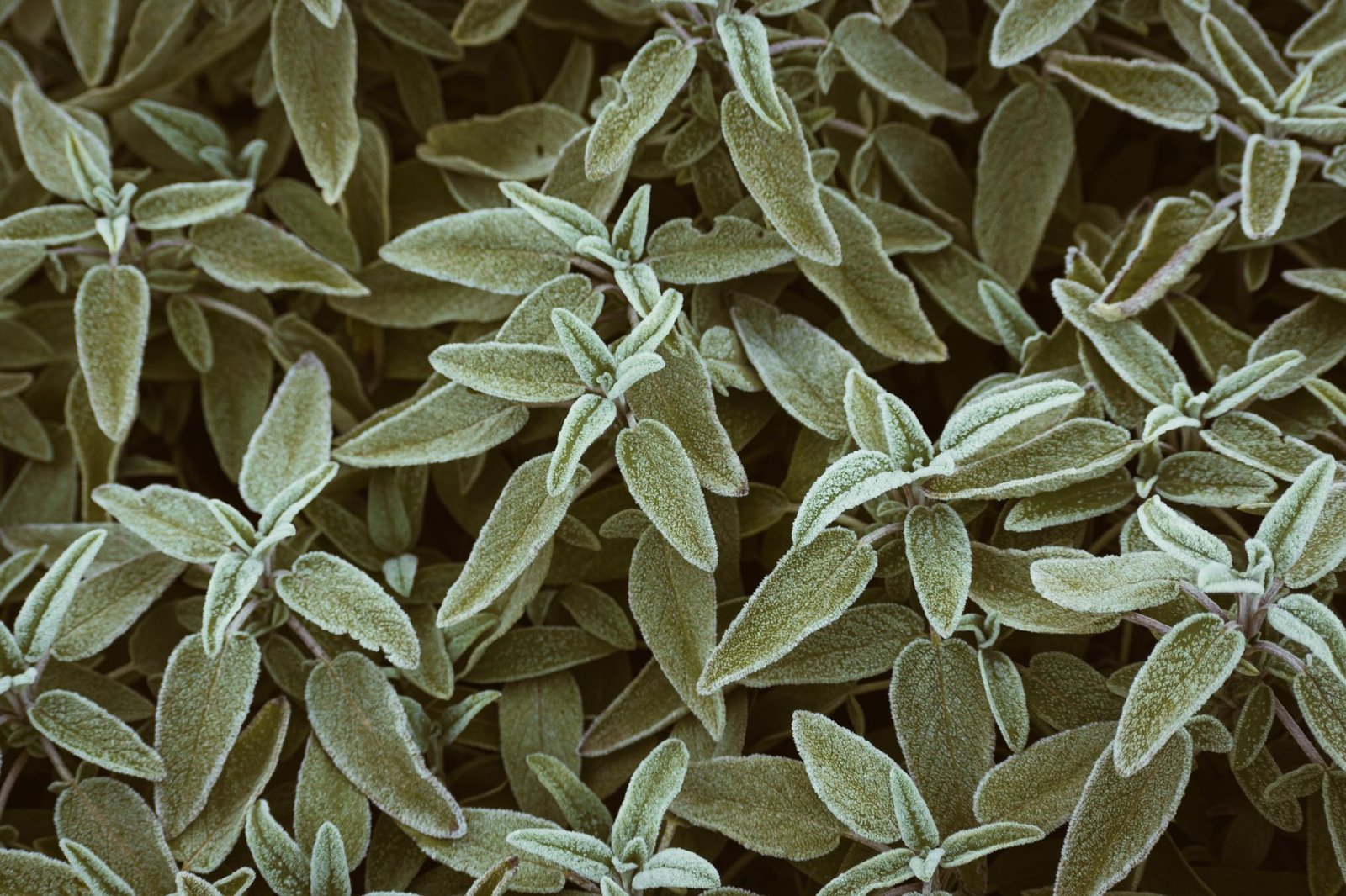A bunch of fresh sage leaves