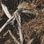 Benefits of Ginseng for Energy