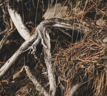Benefits of Ginseng for Energy
