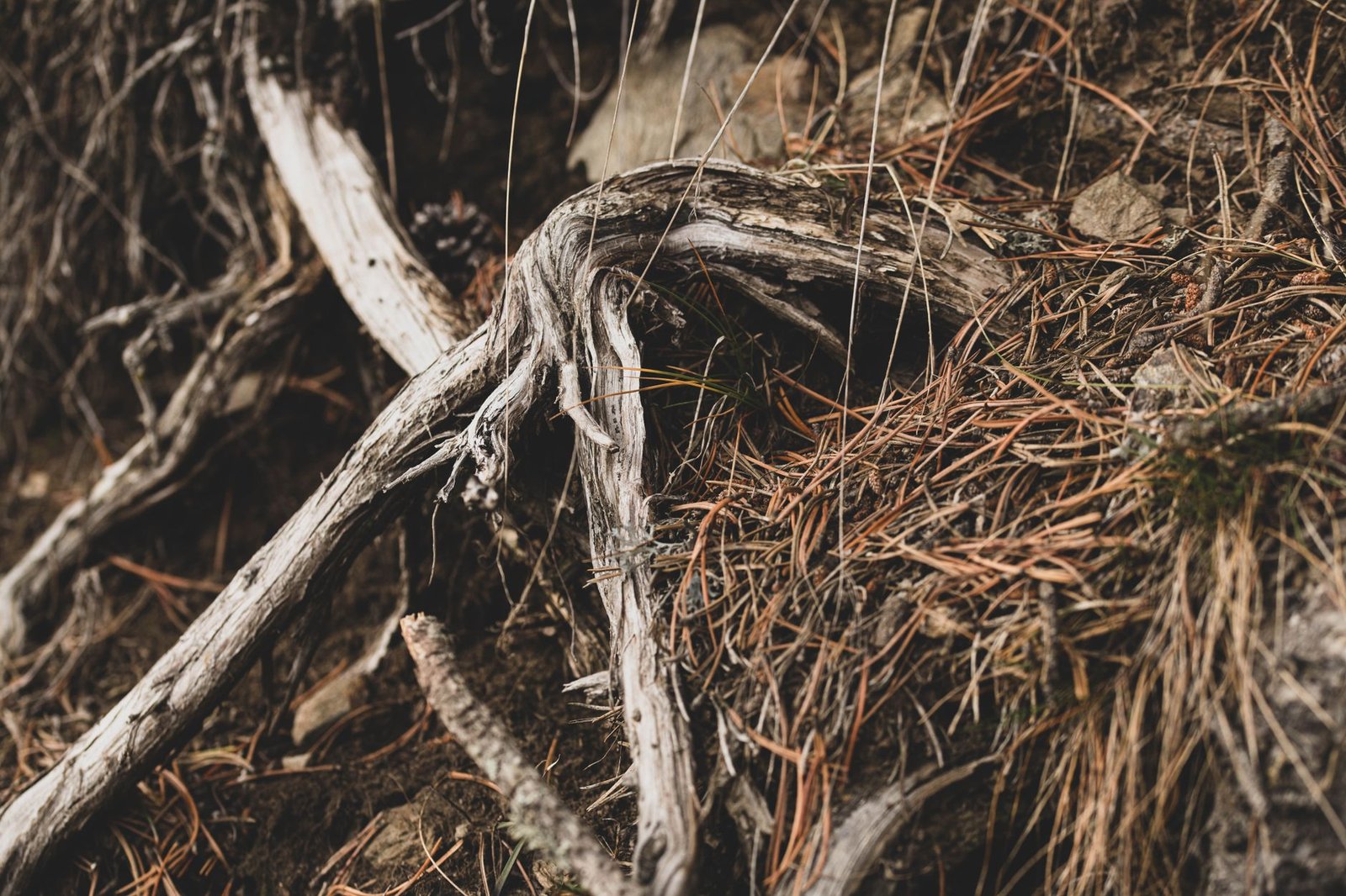 Benefits of Ginseng for Energy