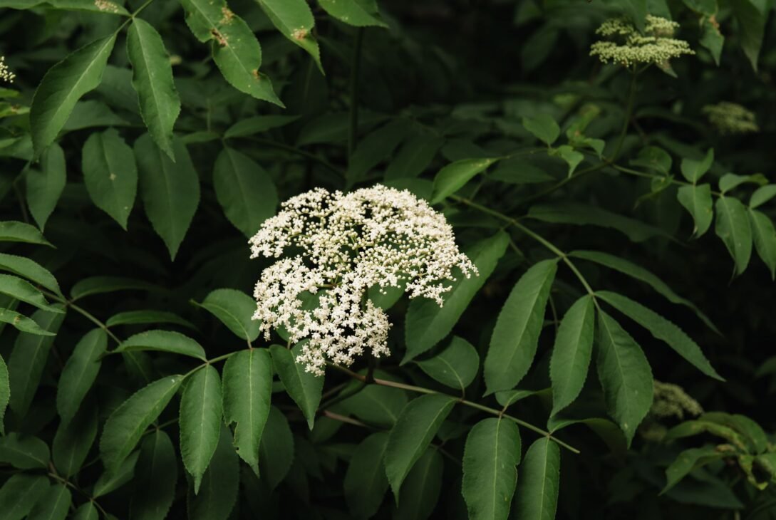 Health Benefits of Elderberry