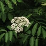 Health Benefits of Elderberry