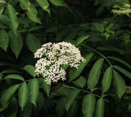 Health Benefits of Elderberry
