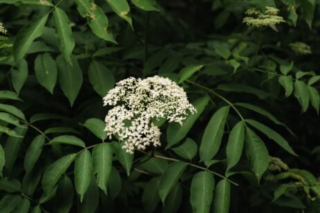 Health Benefits of Elderberry
