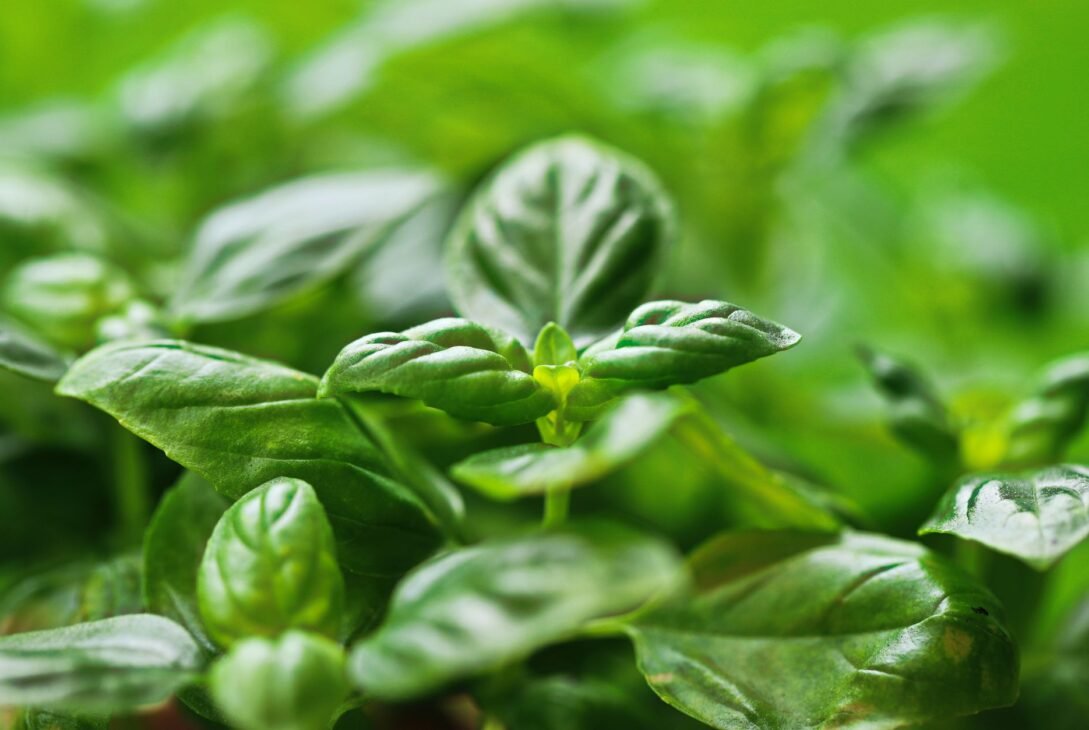 Basil Infused Water Benefits