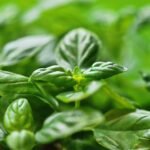 Basil Infused Water Benefits