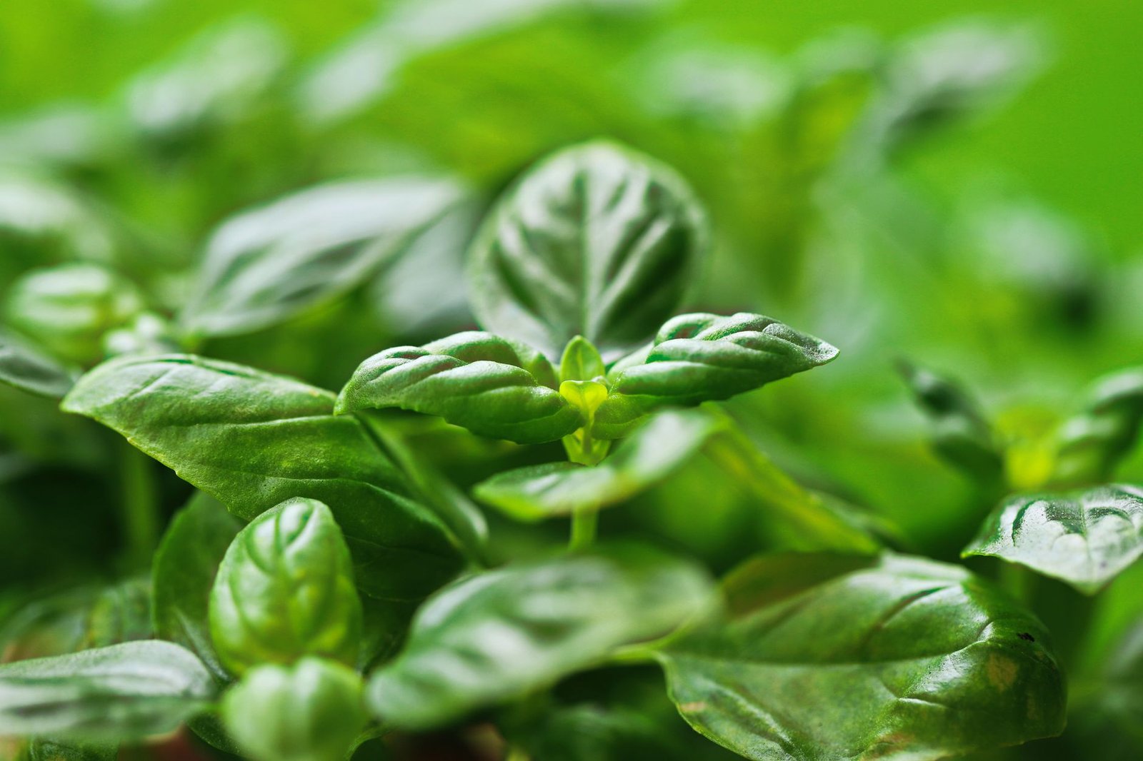 Basil Infused Water Benefits