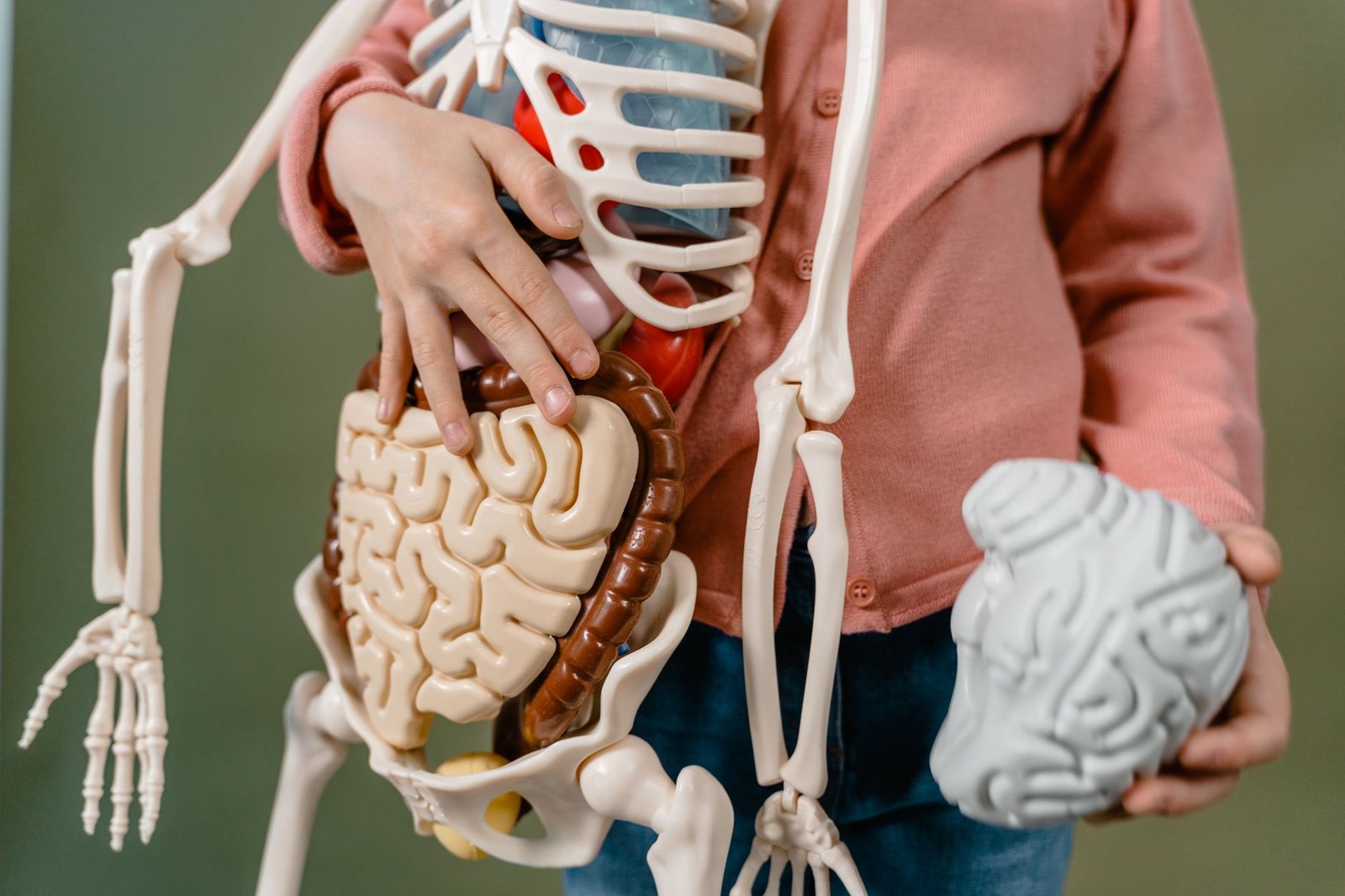 An illustration of a healthy digestive system