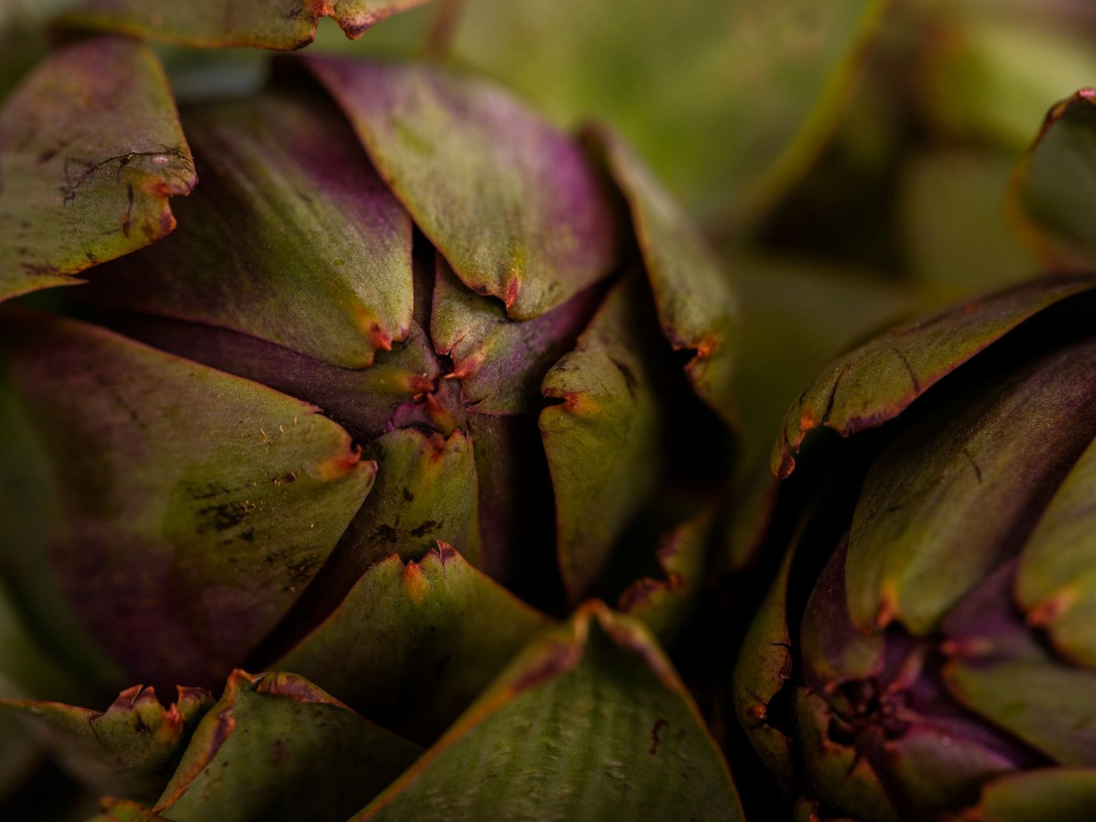Nutritional chart of artichokes