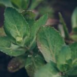 Health Benefits of Rhodiola Rosea