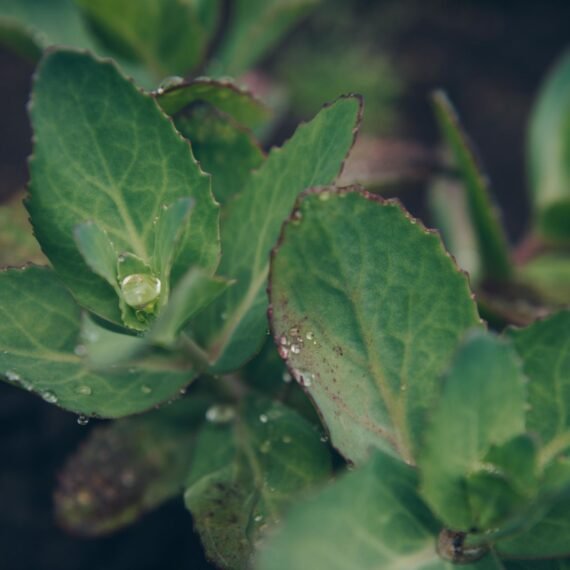 Health Benefits of Rhodiola Rosea