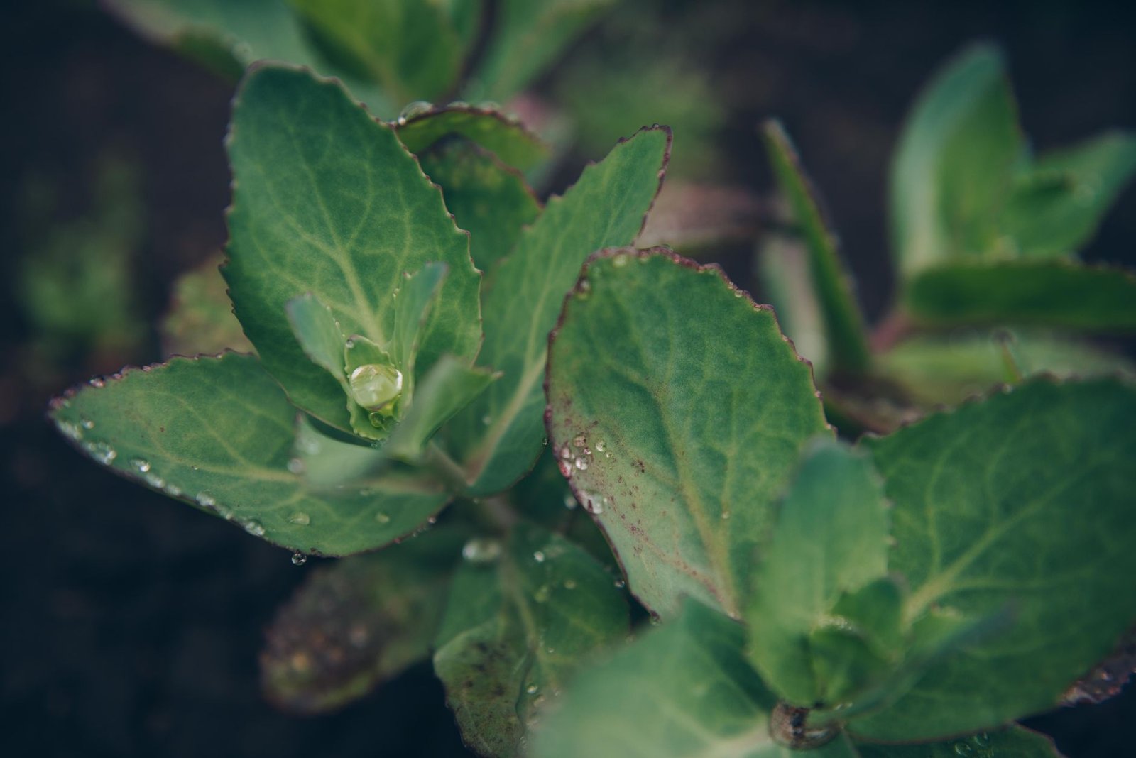 Health Benefits of Rhodiola Rosea